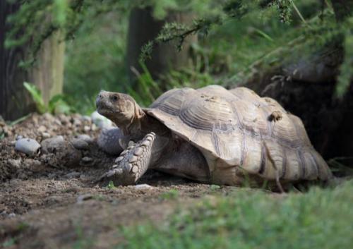 Besuch vom Walter Zoo im Schulhaus Birch